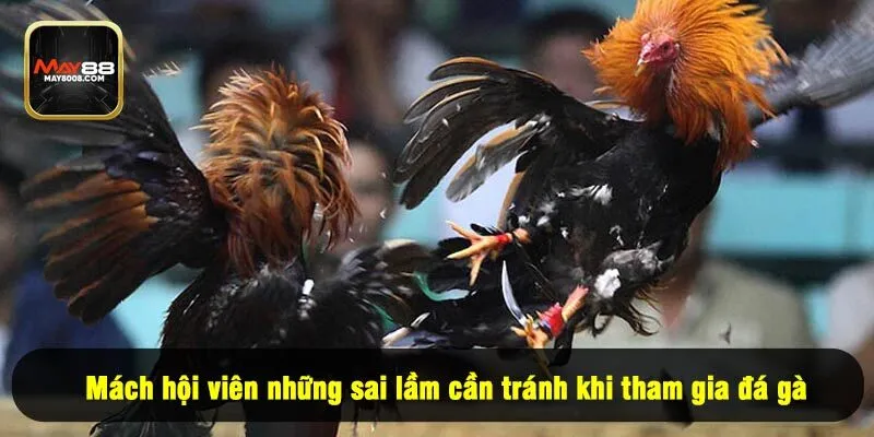 Mách hội viên những sai lầm cần tránh khi tham gia đá gà