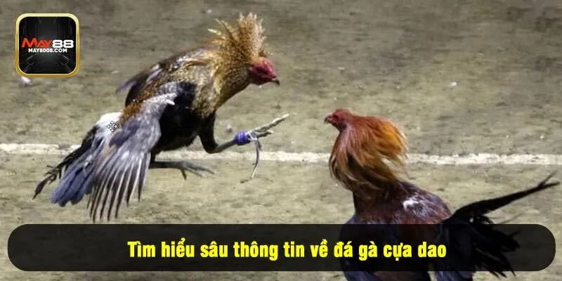 Tìm hiểu sâu thông tin về đá gà cựa dao