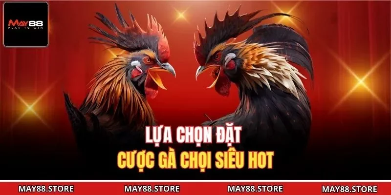 Lựa chọn đặt cược gà chọi siêu hot
